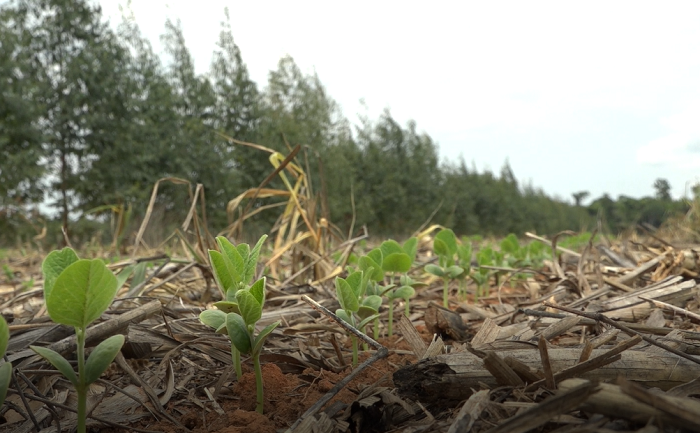 Proibição do glifosato pode provocar prejuízo bilionário e ameaça sustentabilidade do agro